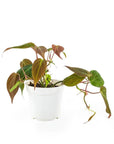 Philodendron Micans - Green Fresh Florals + Plants