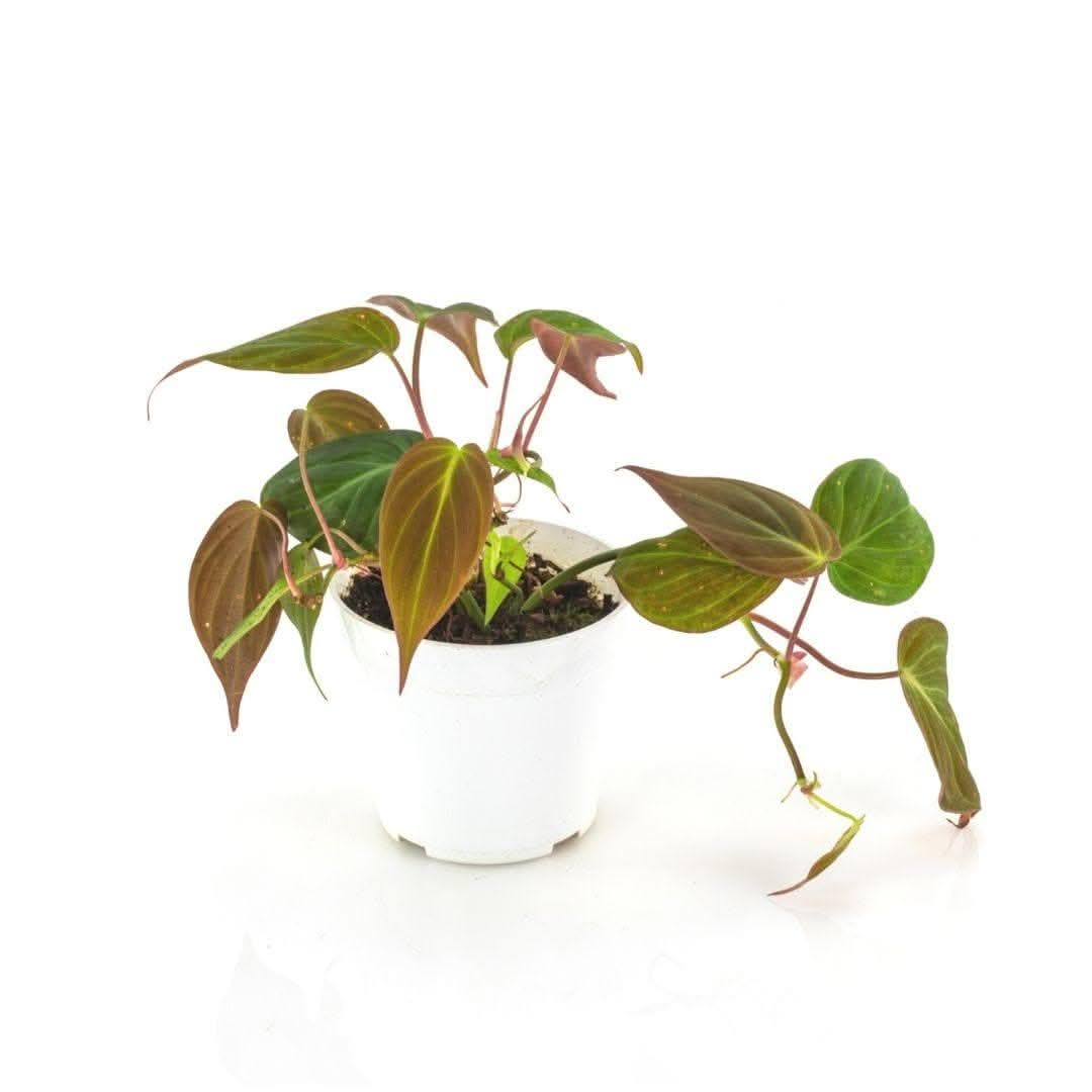 Philodendron Micans - Green Fresh Florals + Plants