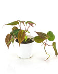 Philodendron Micans - Green Fresh Florals + Plants