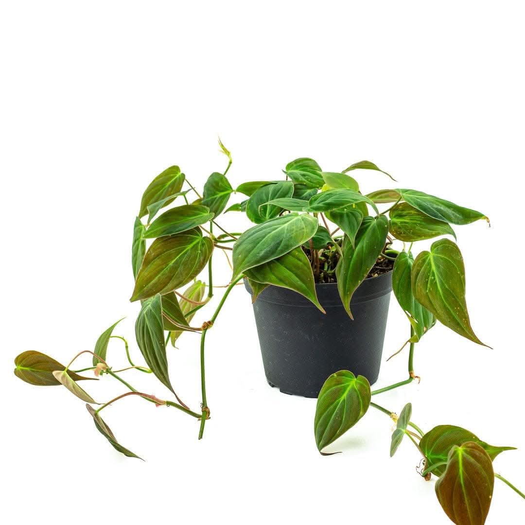 Philodendron Micans - Green Fresh Florals + Plants