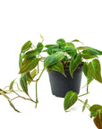 Philodendron Micans - Green Fresh Florals + Plants