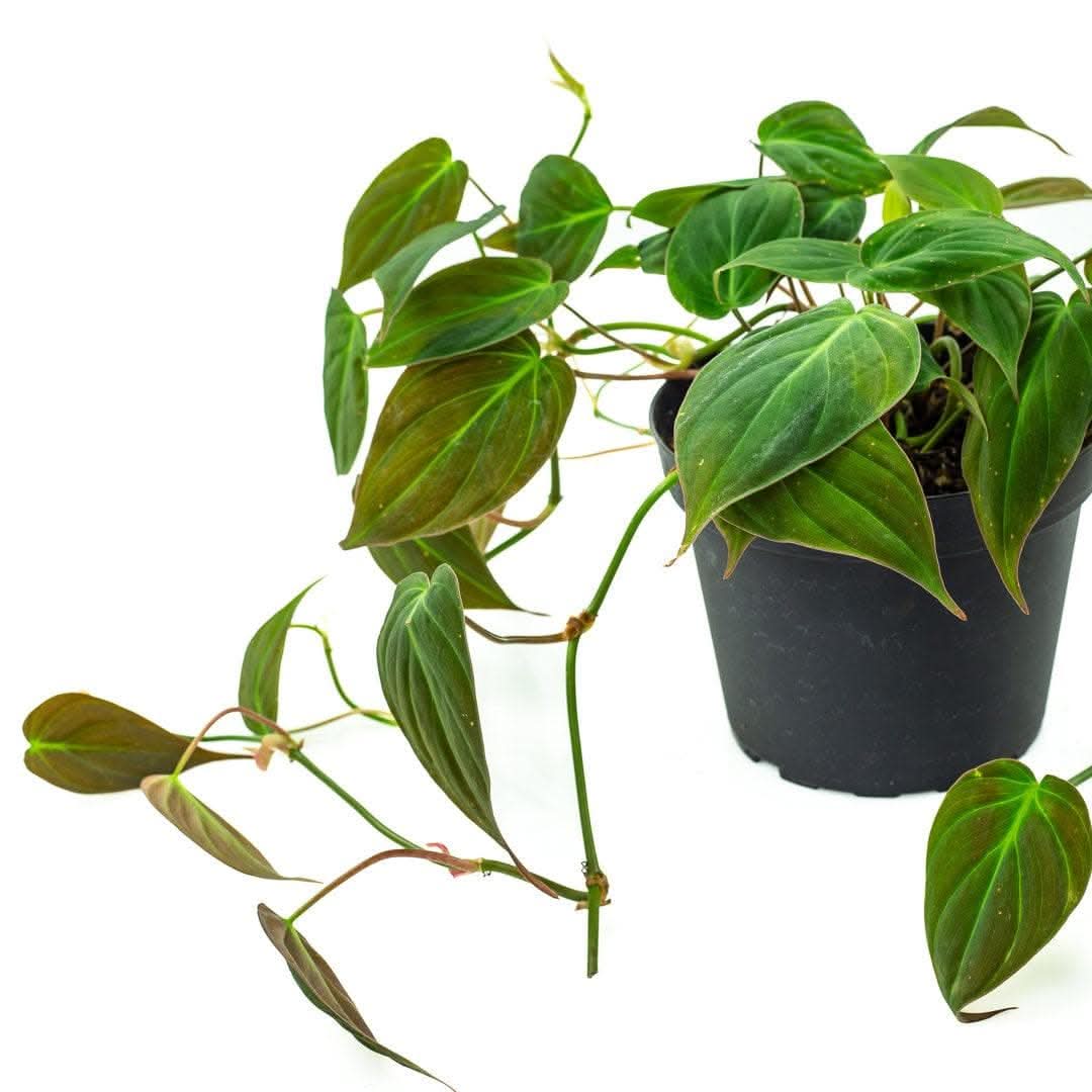 Philodendron Micans - Green Fresh Florals + Plants