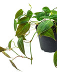 Philodendron Micans - Green Fresh Florals + Plants