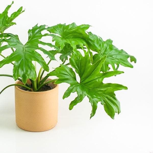 Philodendron Selloum - Green Fresh Florals + Plants