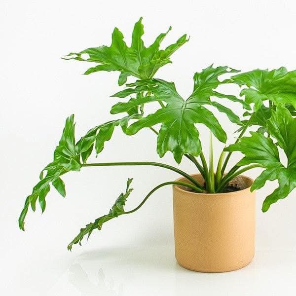 Philodendron Selloum - Green Fresh Florals + Plants