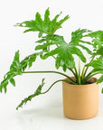 Philodendron Selloum - Green Fresh Florals + Plants