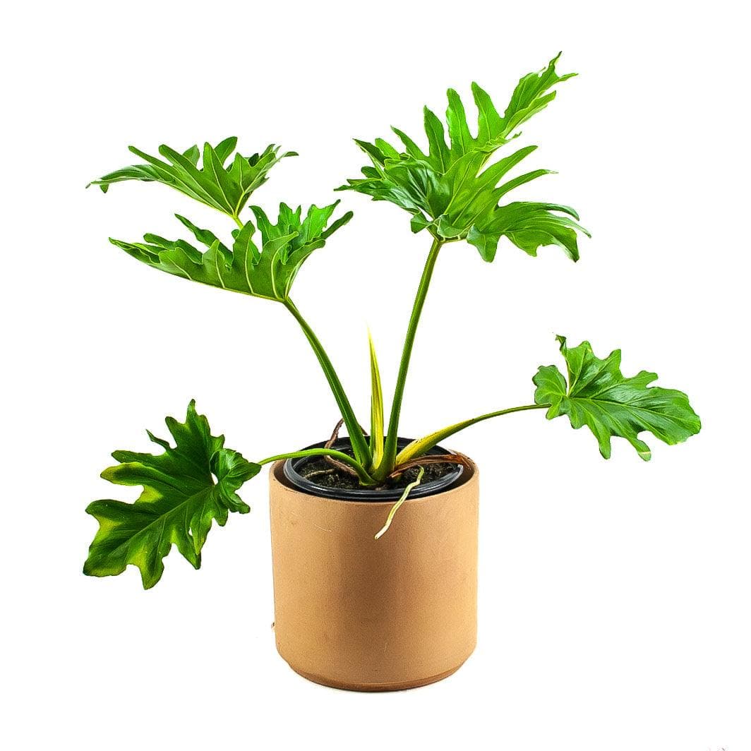 Philodendron Selloum - Green Fresh Florals + Plants