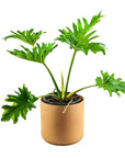 Philodendron Selloum - Green Fresh Florals + Plants