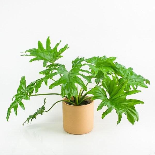 Philodendron Selloum - Green Fresh Florals + Plants