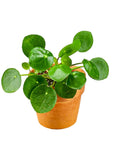 Pilea Peperomioides - Green Fresh Florals + Plants