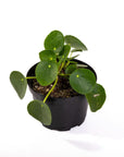 Pilea Peperomioides - Green Fresh Florals + Plants