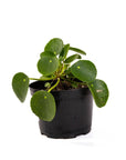 Pilea Peperomioides - Green Fresh Florals + Plants