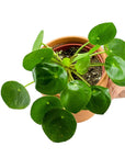 Pilea Peperomioides - Green Fresh Florals + Plants