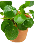 Pilea Peperomioides - Green Fresh Florals + Plants