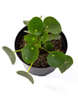 Pilea Peperomioides - Green Fresh Florals + Plants