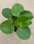 Pilea Peperomioides - Green Fresh Florals + Plants