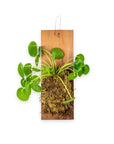 Pilea Peperomioides Plaque - Green Fresh Florals + Plants