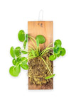 Pilea Peperomioides Plaque - Green Fresh Florals + Plants