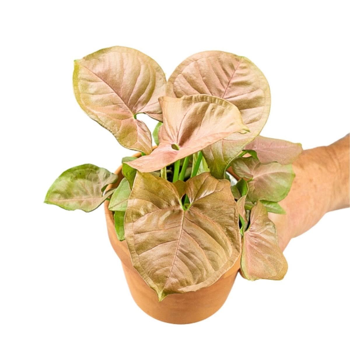 Pink Allusion Syngonium - Green Fresh Florals + Plants