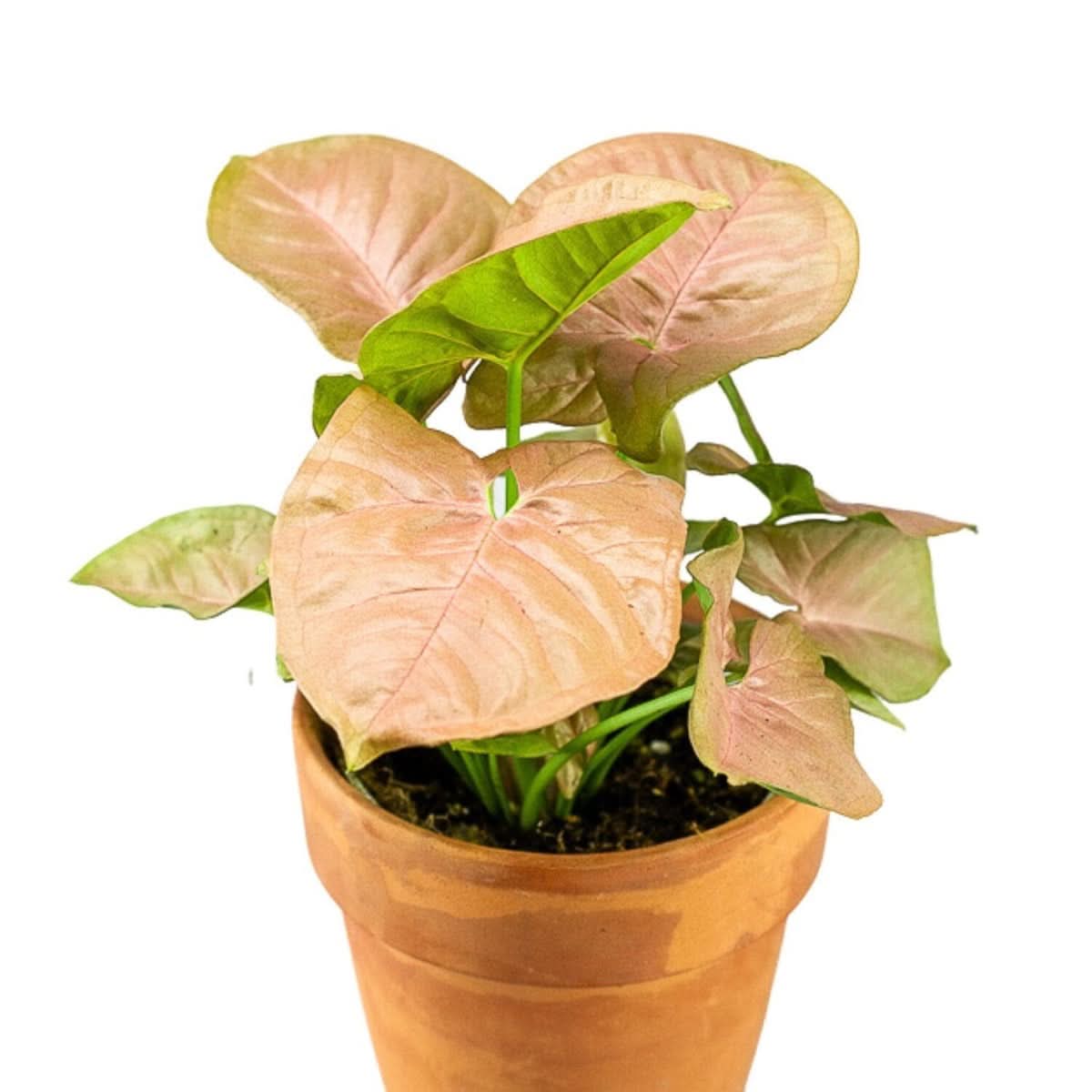 Pink Allusion Syngonium - Green Fresh Florals + Plants