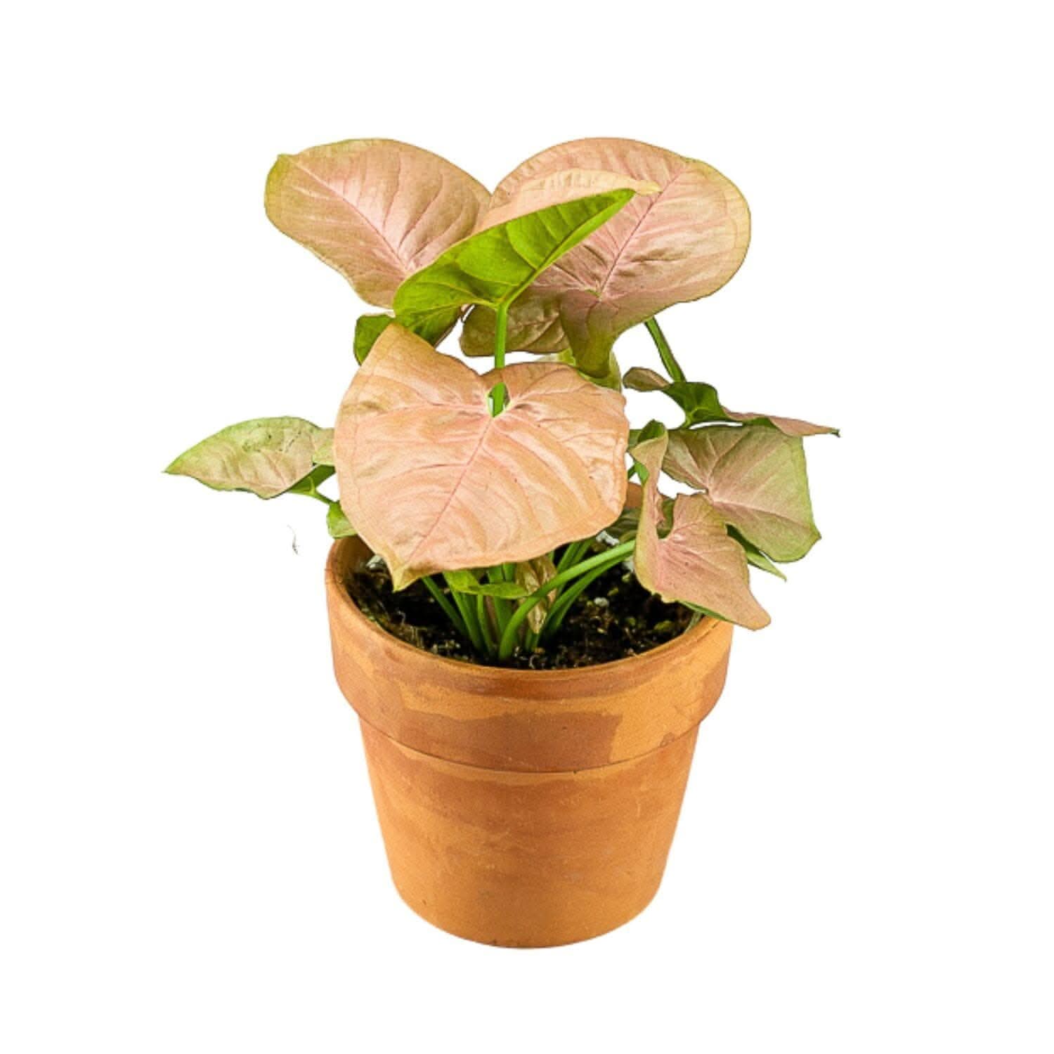 Pink Allusion Syngonium - Green Fresh Florals + Plants