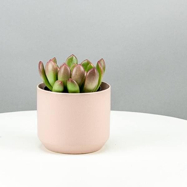 Pink Ceramic Pot with Succulent - Green Fresh Florals + Plants