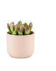 Pink Ceramic Pot with Succulent - Green Fresh Florals + Plants