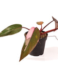 Pink Princess Philodendron - Green Fresh Florals + Plants