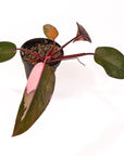 Pink Princess Philodendron - Green Fresh Florals + Plants
