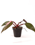 Pink Princess Philodendron - Green Fresh Florals + Plants