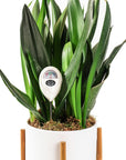 Plant Moisture Meter - Green Fresh Florals + Plants
