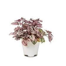 Polka Dot Plant - Green Fresh Florals + Plants