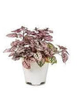 Polka Dot Plant - Green Fresh Florals + Plants