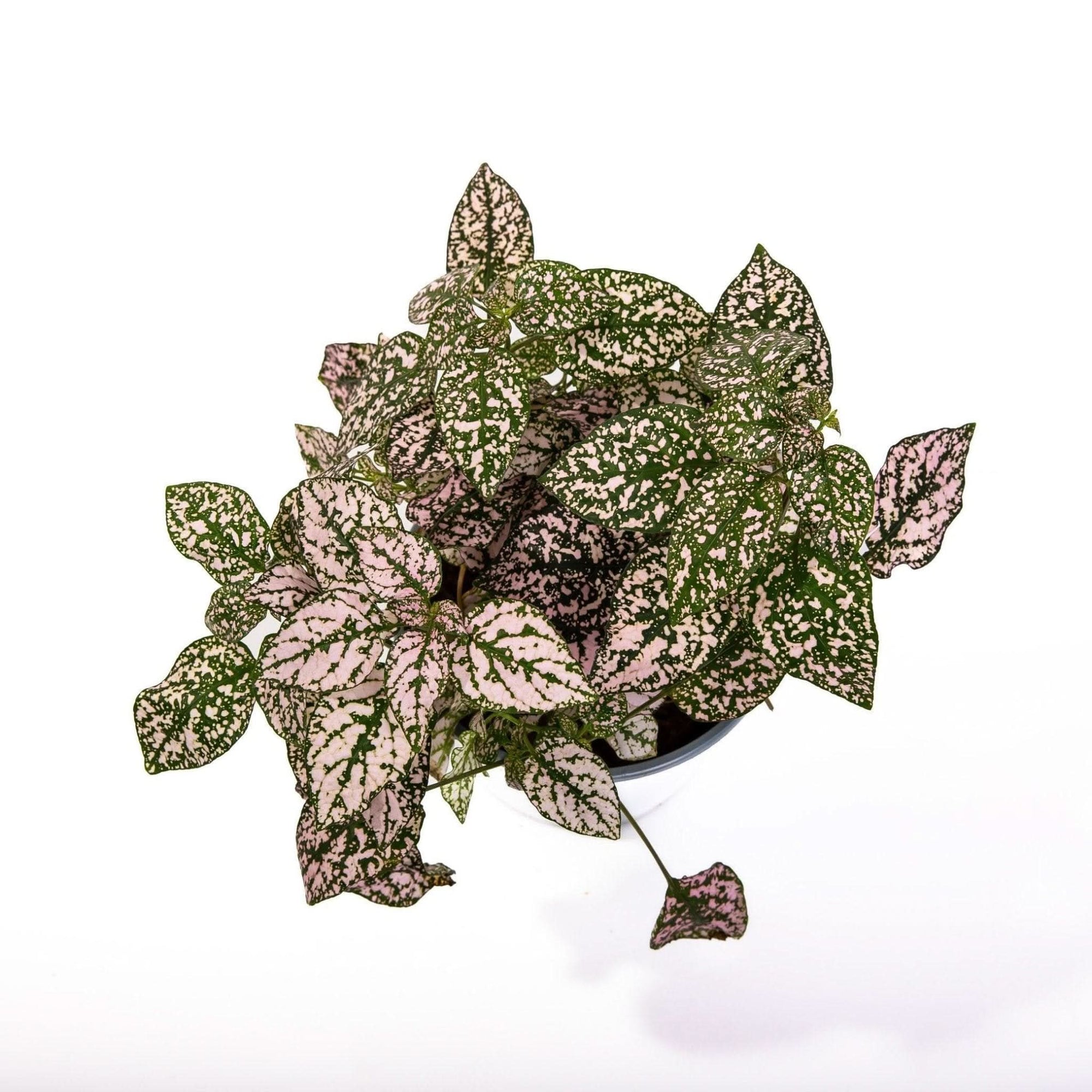Polka Dot Plant - Green Fresh Florals + Plants
