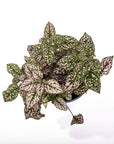 Polka Dot Plant - Green Fresh Florals + Plants