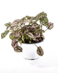 Polka Dot Plant - Green Fresh Florals + Plants