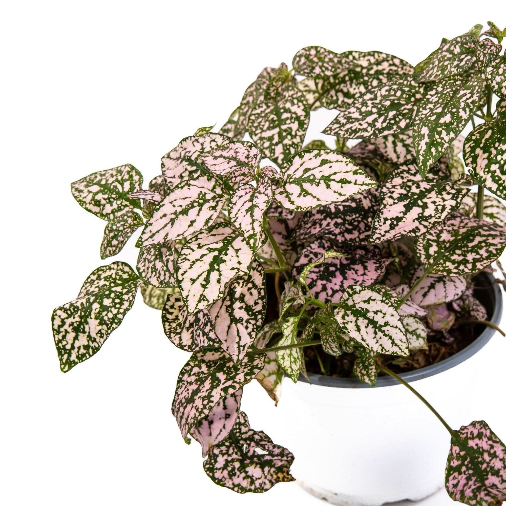 Polka Dot Plant - Green Fresh Florals + Plants