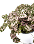 Polka Dot Plant - Green Fresh Florals + Plants