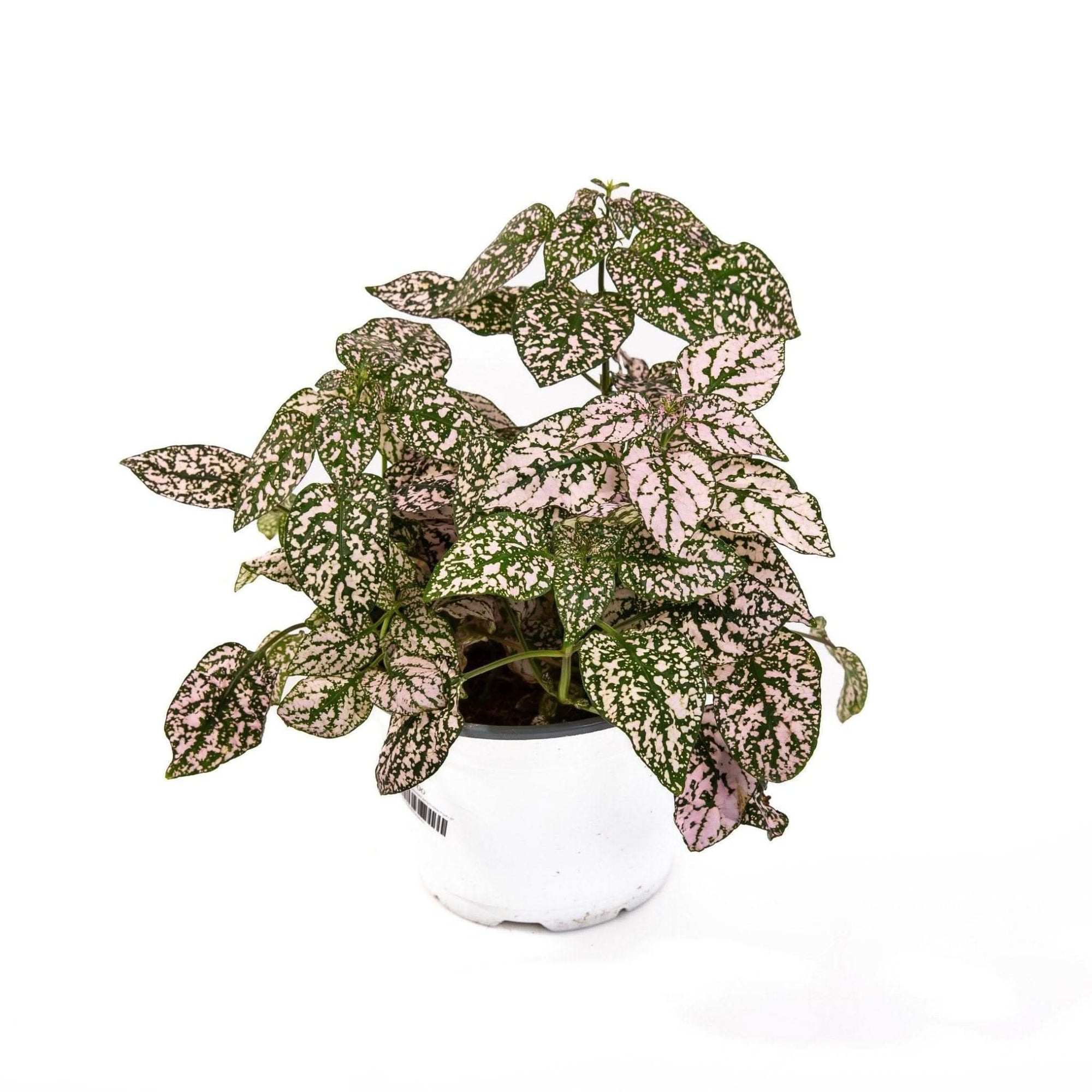 Polka Dot Plant - Green Fresh Florals + Plants