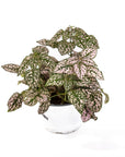 Polka Dot Plant - Green Fresh Florals + Plants