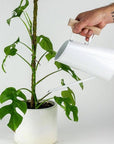 Preston Watering Can - Green Fresh Florals + Plants