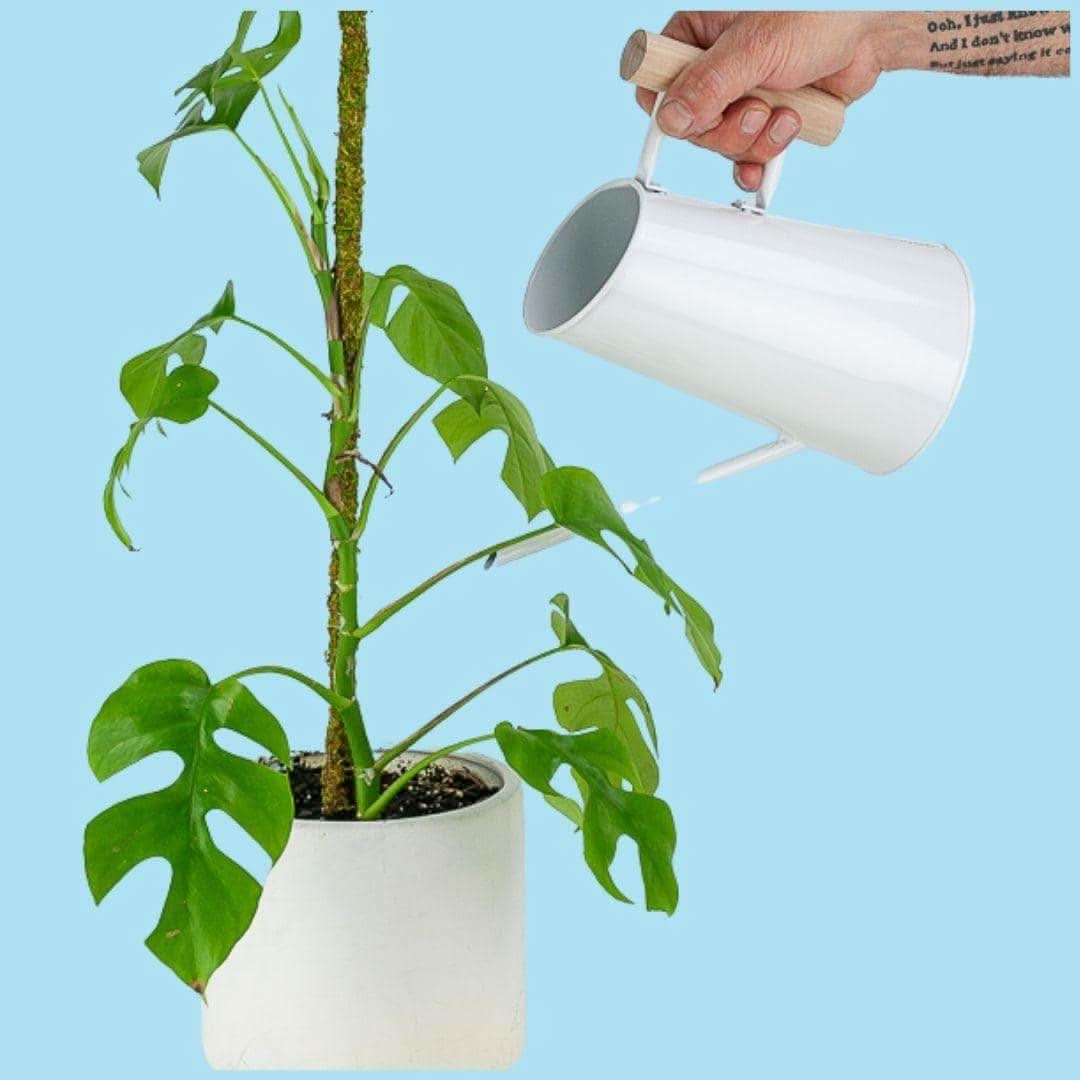 Preston Watering Can - Green Fresh Florals + Plants