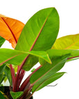 Prince of Orange Philodendron - Green Fresh Florals + Plants