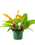 Prince of Orange Philodendron - Green Fresh Florals + Plants
