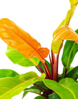 Prince of Orange Philodendron - Green Fresh Florals + Plants