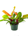 Prince of Orange Philodendron - Green Fresh Florals + Plants