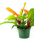 Prince of Orange Philodendron - Green Fresh Florals + Plants