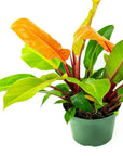 Prince of Orange Philodendron - Green Fresh Florals + Plants