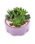 Purple Desert Gem Planting - Green Fresh Florals + Plants