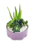 Purple Desert Gem Planting - Green Fresh Florals + Plants